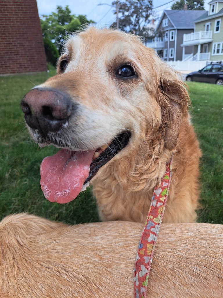 San Diego dog walker for disabled dogs