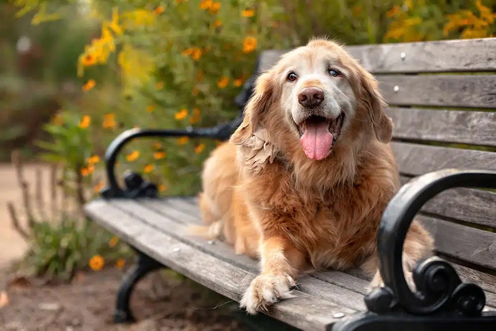 San Diego senior dog walks
