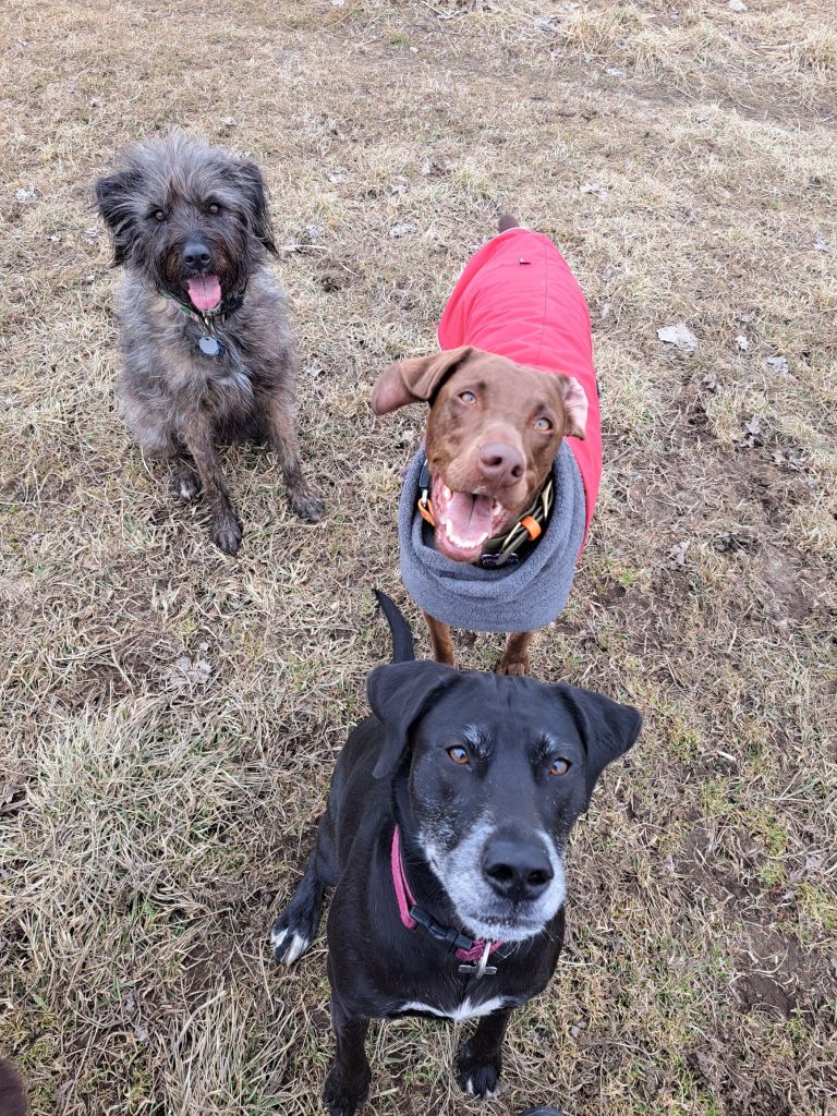 San Diego dog walkers