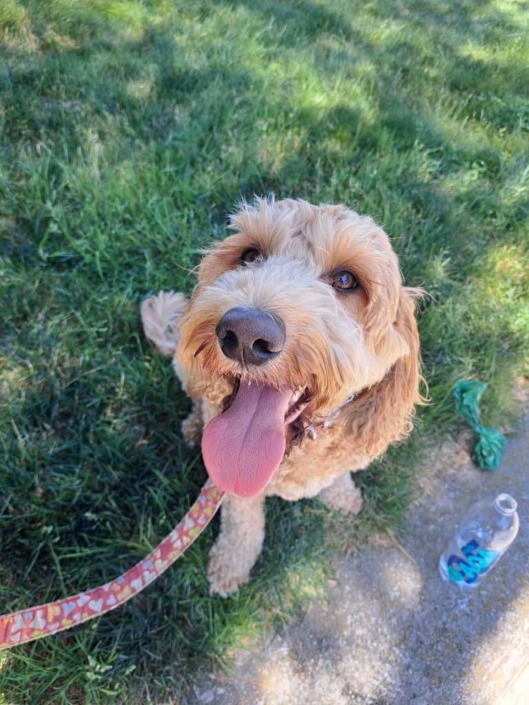 San Diego dog walker