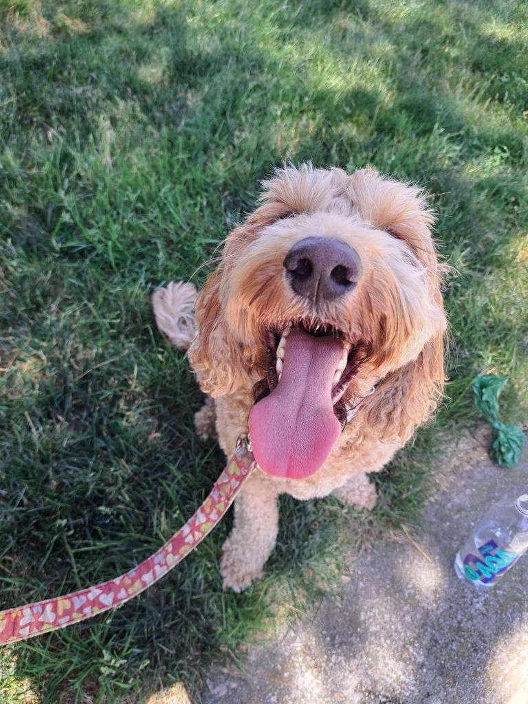 dog Walker San diego