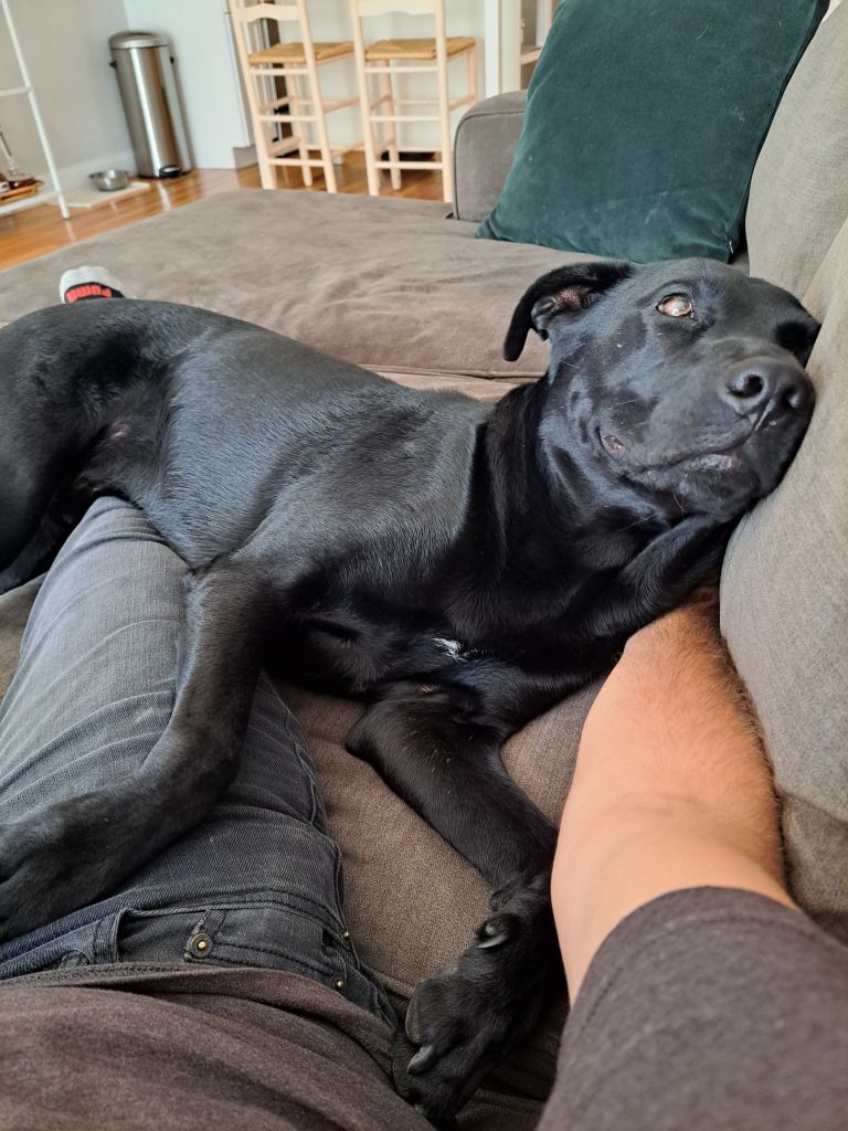 Buzz napping 3