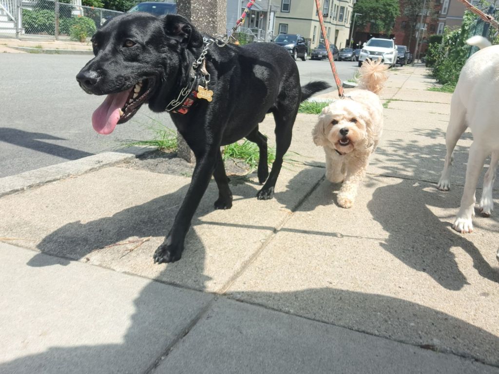 Bella and Bo out for a stroll