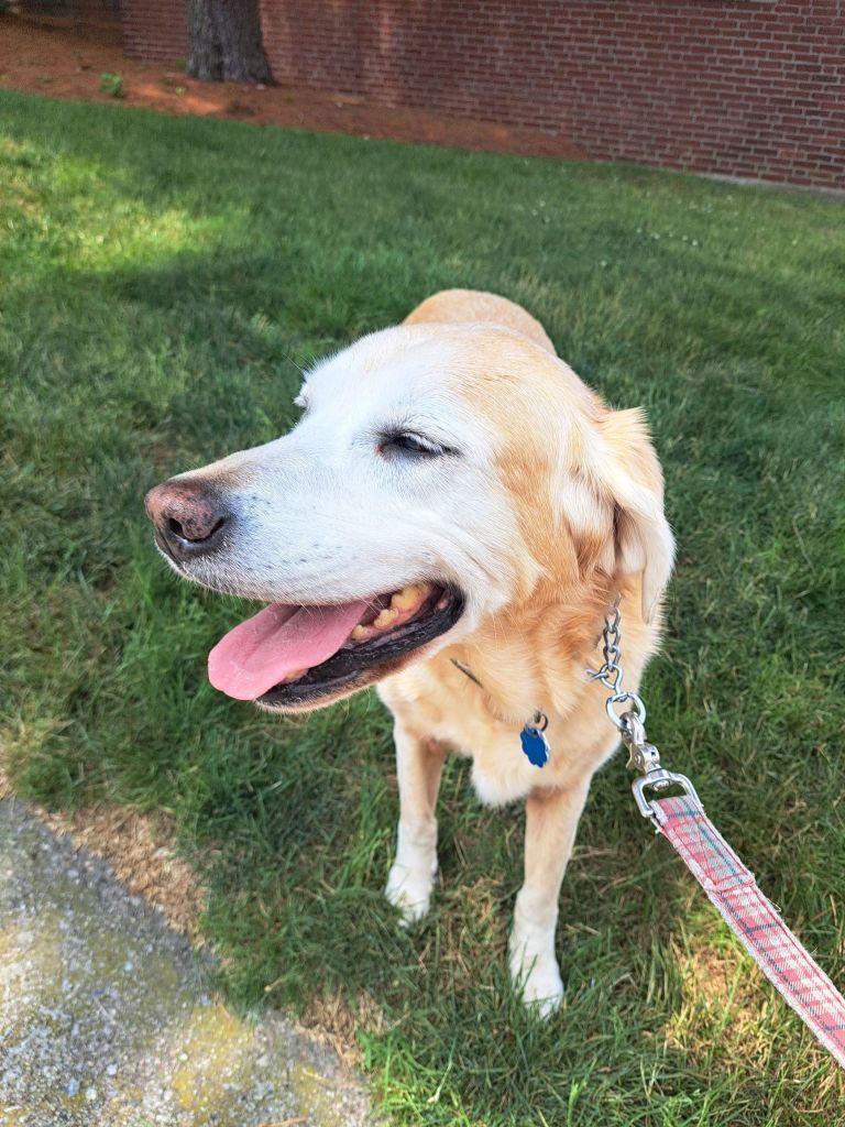 San Diego dog walker 1