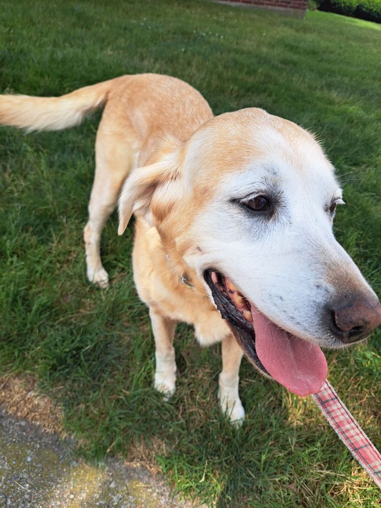 San Diego dog walker 2