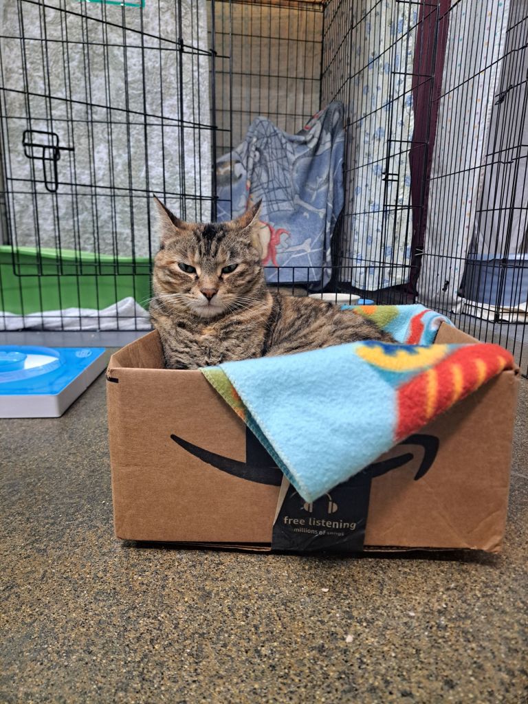 Cat sitting 3