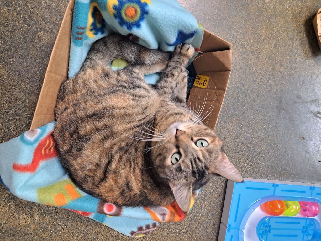Cat sitting 1