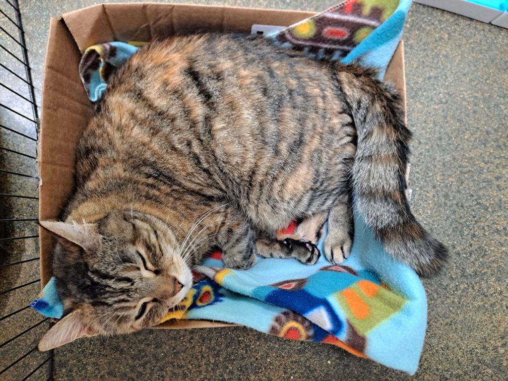 Cat sitting 2
