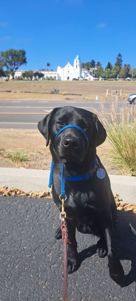 San Diego dog walker service dogs