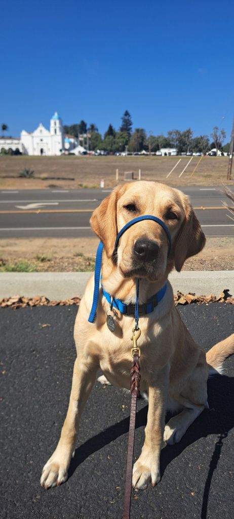 dog Walker San diego