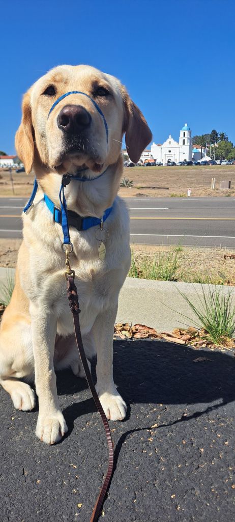 posing for dog walker