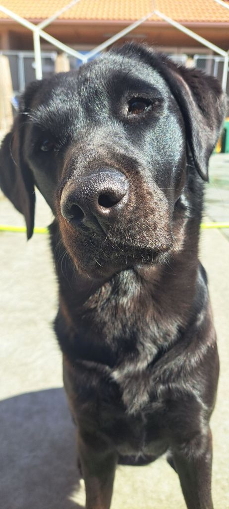 smiling dog for dog walker
