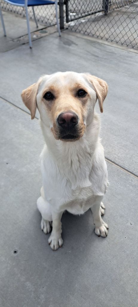 posing in front of dog walker