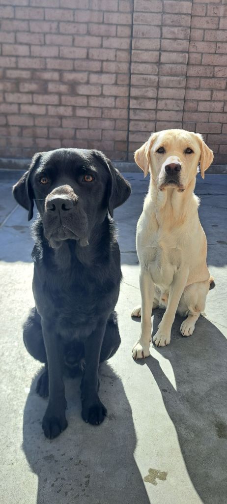 2 dogs posing for dog walker
