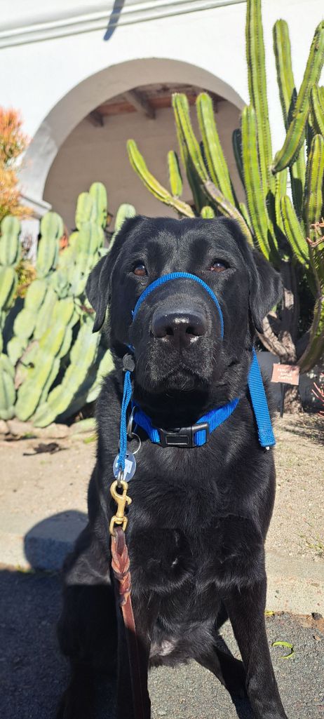 San Diego dog walker