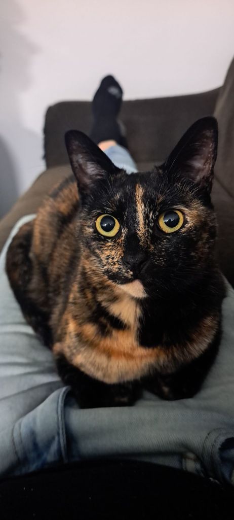 San Diego Cat sitter