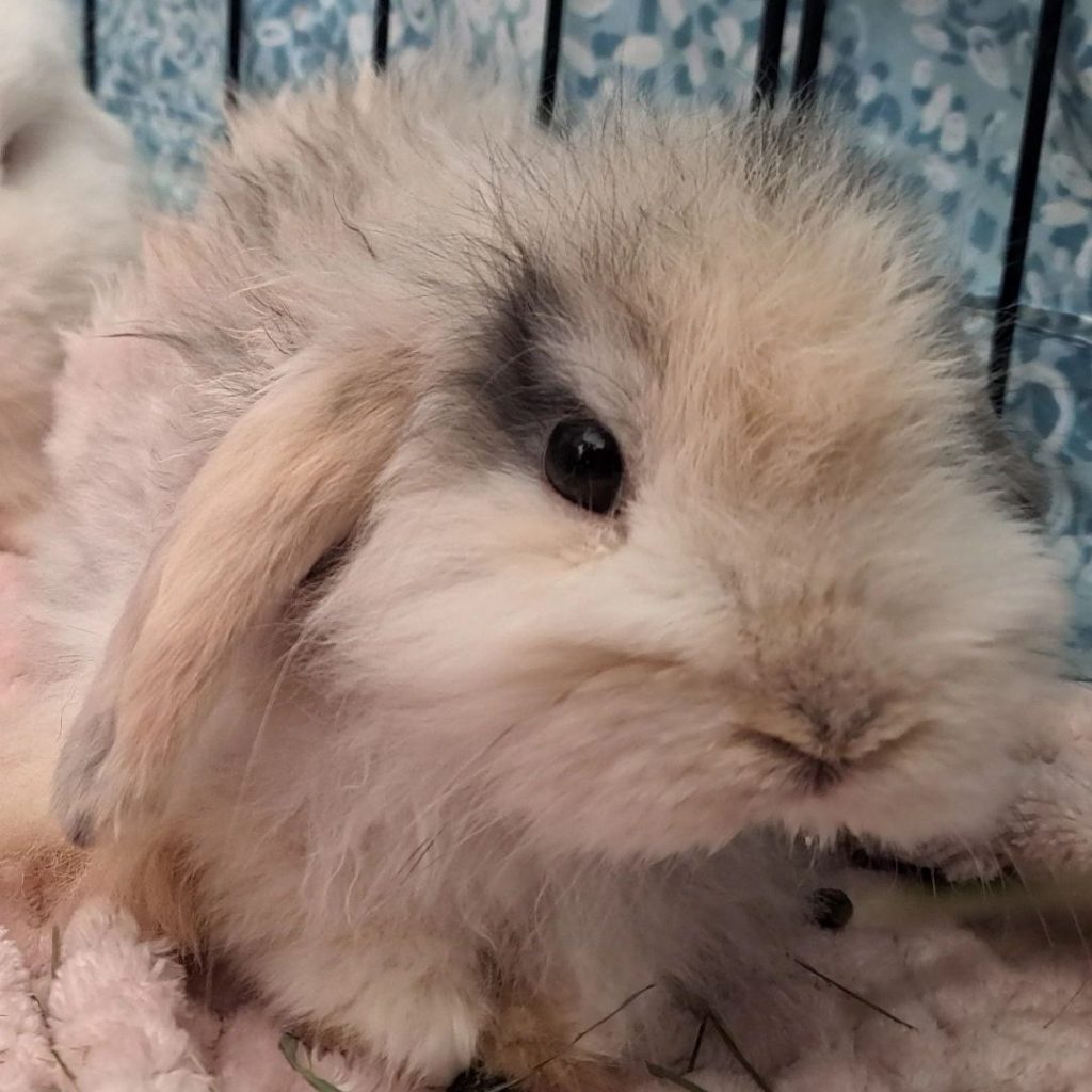 San Diego small animal sitter