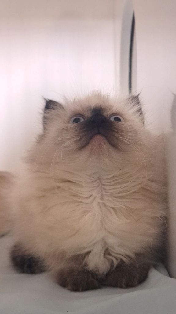 Fluffy cat sitting