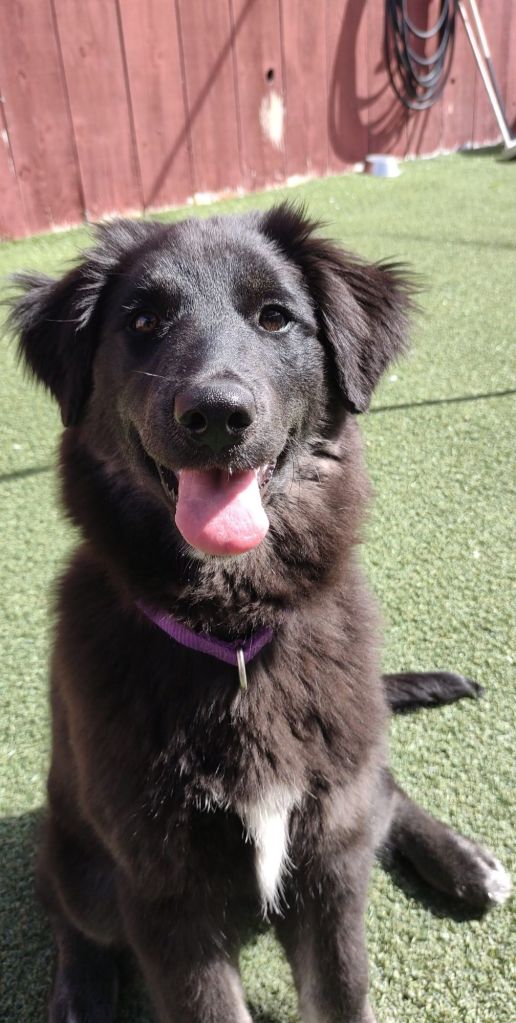 San Diego dog walker for puppies