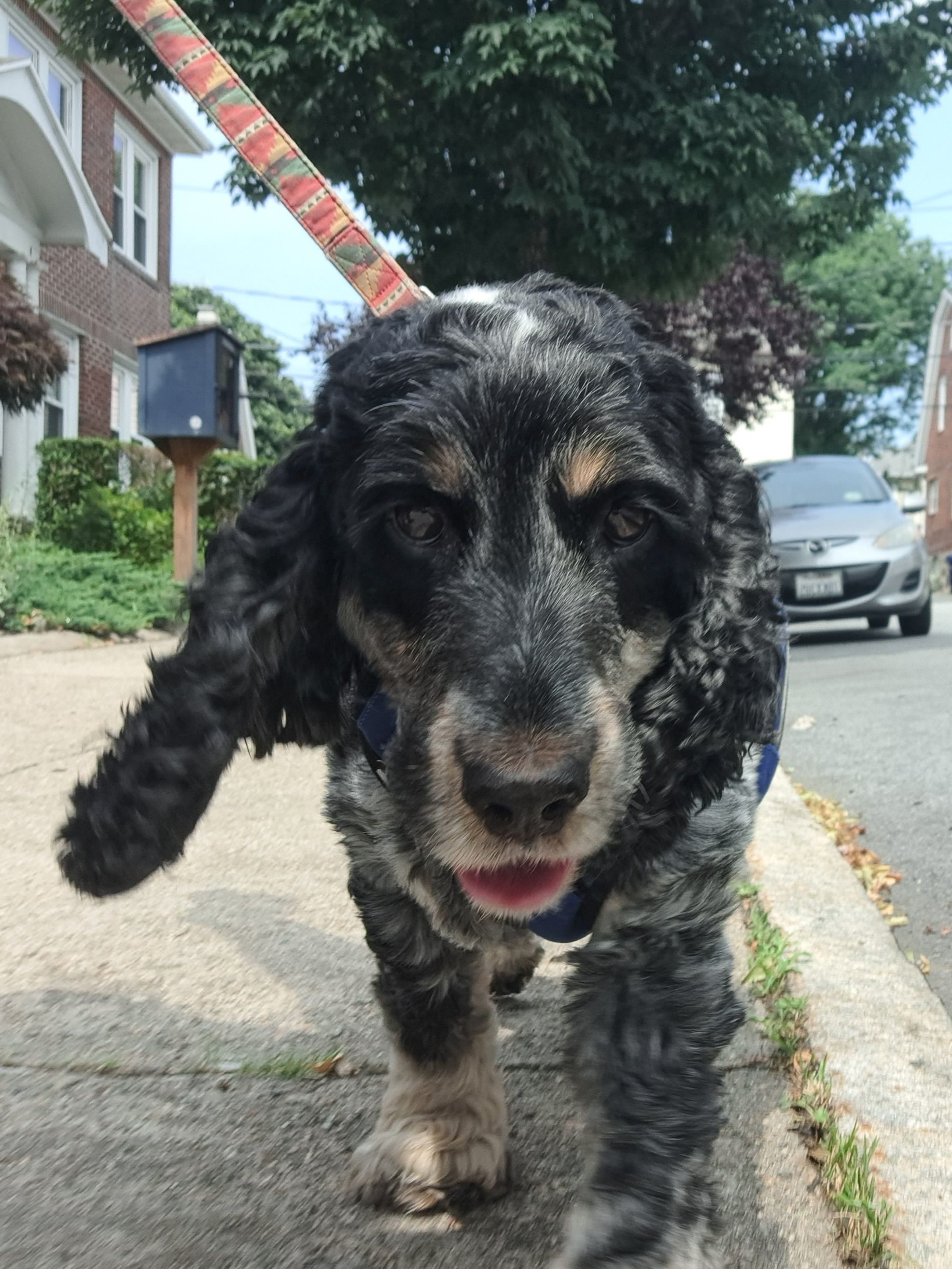 dog walker San Diego 1