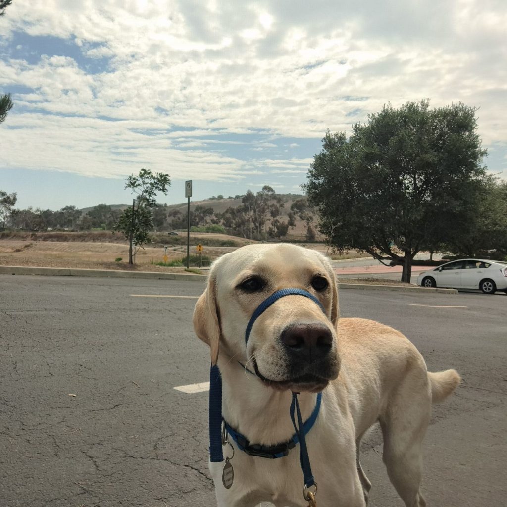 San Diego Dog Walker